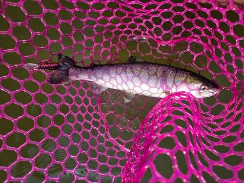 ニジマスの釣果