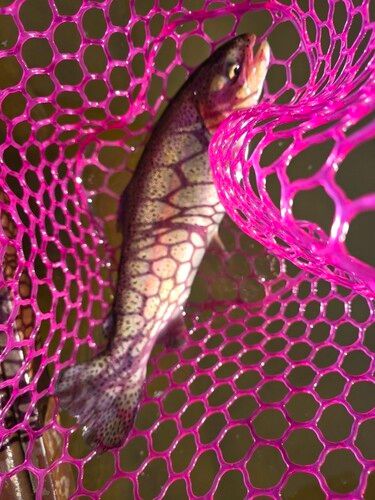 ニジマスの釣果