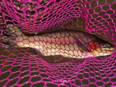 ホウライマスの釣果