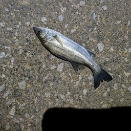 セイゴ（マルスズキ）