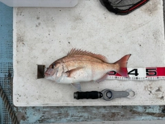 マダイの釣果