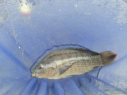 ティラピアの釣果