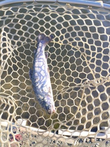 ニジマスの釣果