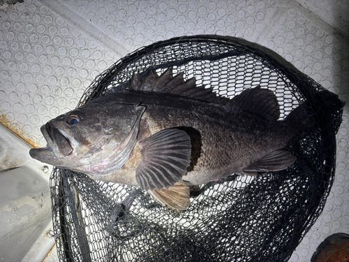 クロソイの釣果