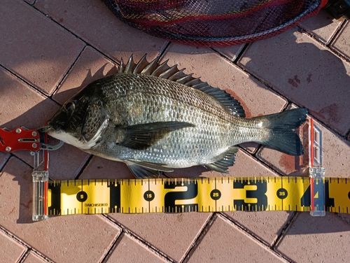 クロダイの釣果