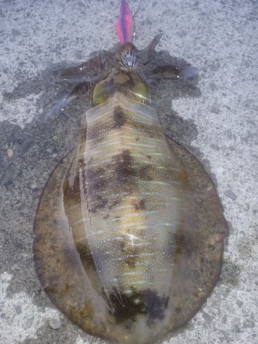 アオリイカの釣果