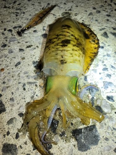 アオリイカの釣果