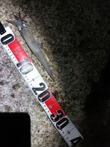 ヤリイカの釣果