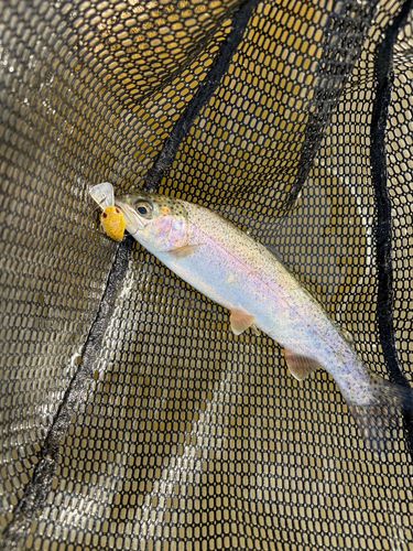 ニジマスの釣果