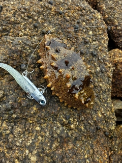 ナマコの釣果