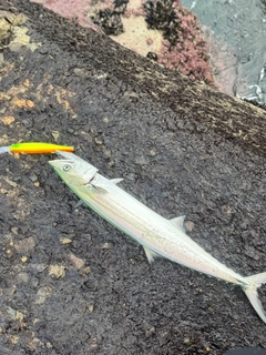 サゴシの釣果
