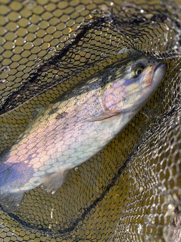 ニジマスの釣果