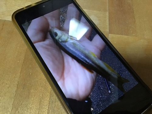 カワムツの釣果