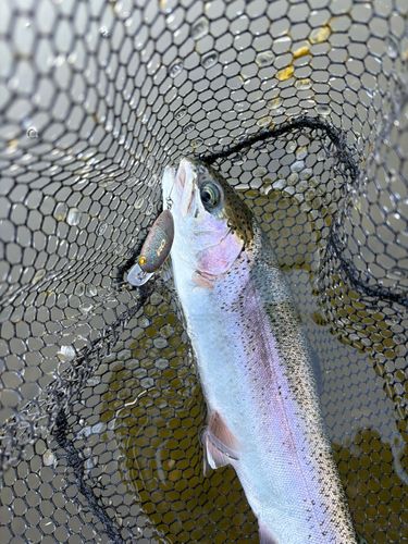 ニジマスの釣果
