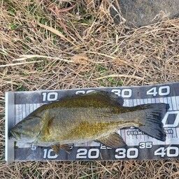 スモールマウスバス