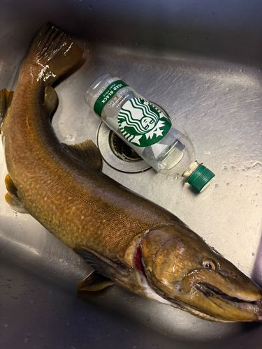 ベリーパーク in FISH ON! 王禅寺