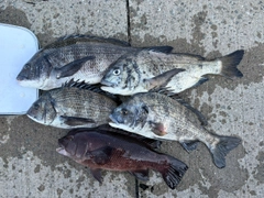 釣果