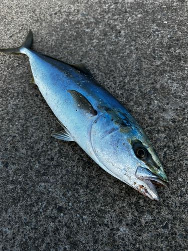 メジロの釣果