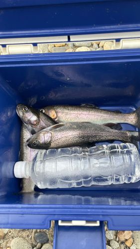 北方川釣り体験場マス釣り場