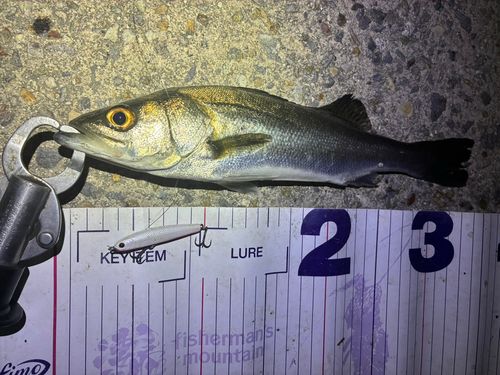 フッコ（マルスズキ）の釣果