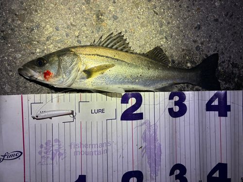 フッコ（マルスズキ）の釣果