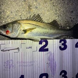 フッコ（マルスズキ）