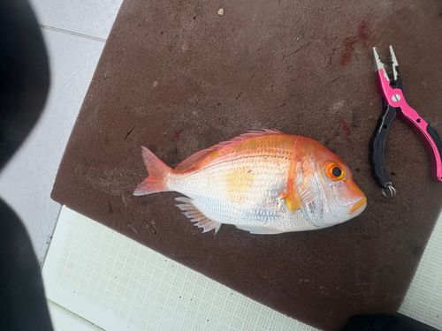 レンコダイの釣果