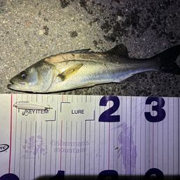 フッコ（マルスズキ）