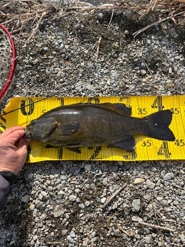 スモールマウスバスの釣果