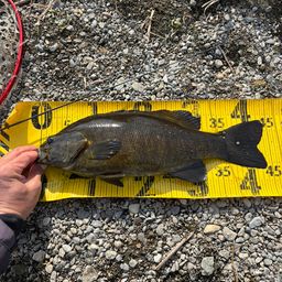 スモールマウスバス