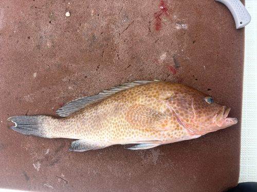 オオモンハタの釣果