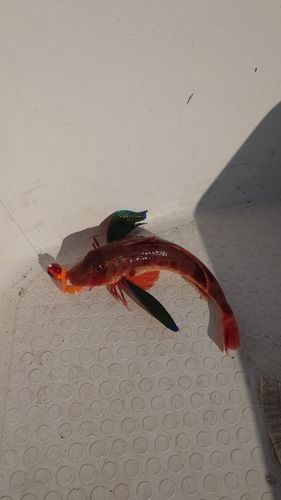 ホウボウの釣果