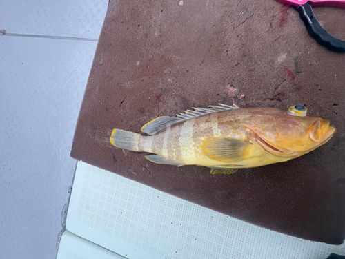 アオハタの釣果