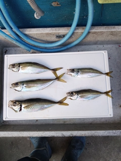 タイの釣果