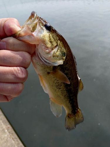 新川（霞ヶ浦）