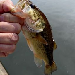 ラージマウスバス