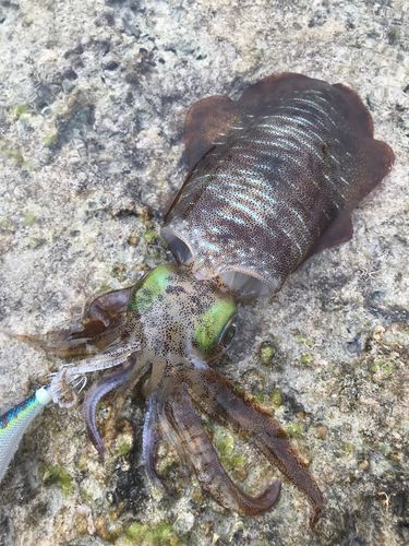 アオリイカの釣果