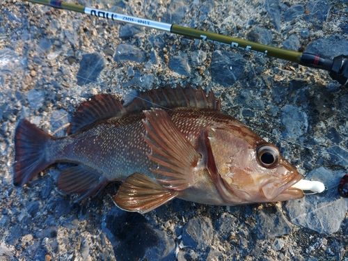 エゾメバルの釣果