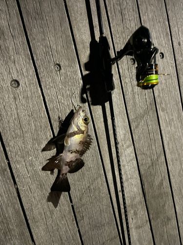 シロメバルの釣果