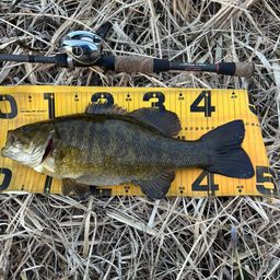 スモールマウスバス