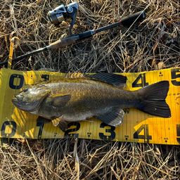 スモールマウスバス