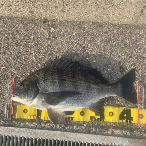 クロダイの釣果