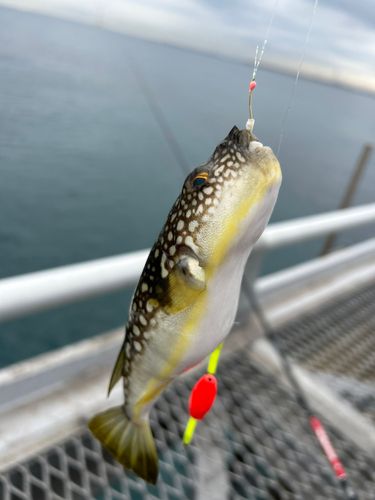 ショウサイフグの釣果