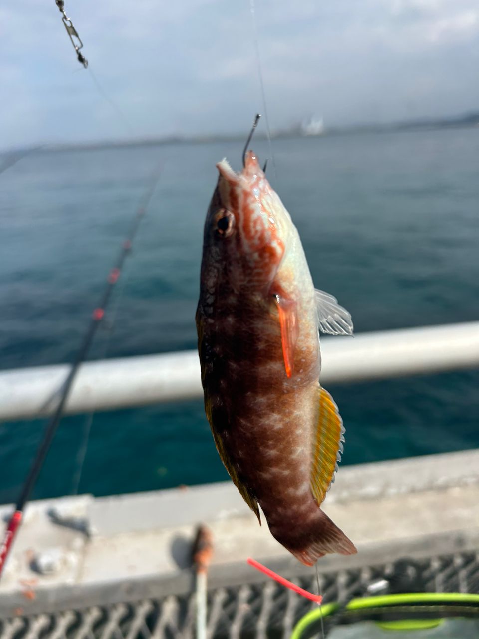 ホシササノハベラ