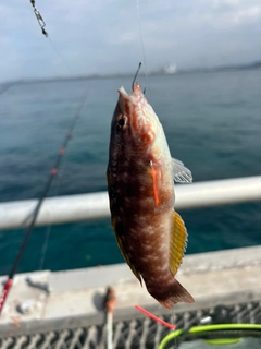 ホシササノハベラの釣果