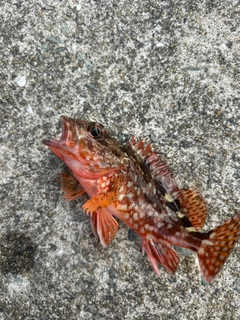 カサゴの釣果