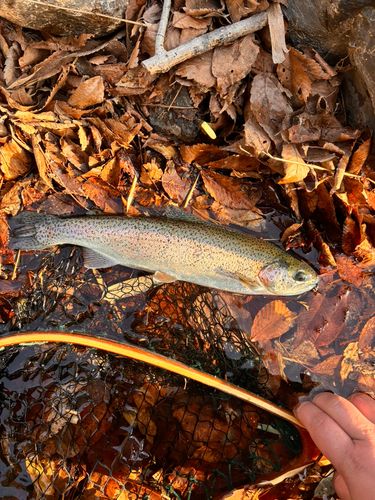 ニジマスの釣果