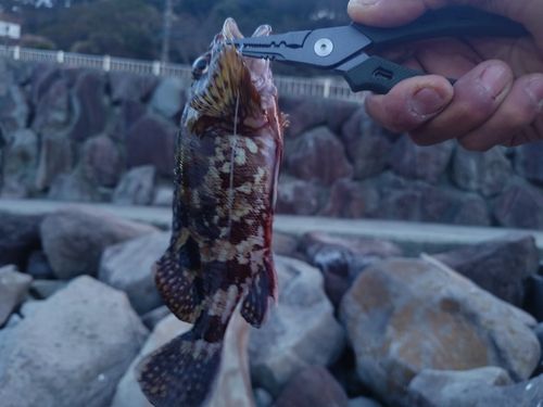 キジハタの釣果