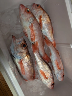 アカムツの釣果