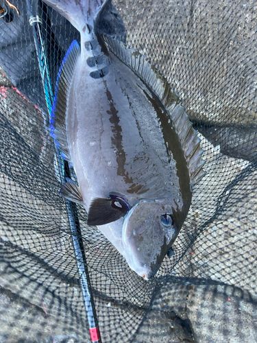 タカノハダイの釣果